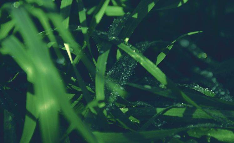 photography, Green, Nature, Plants, Grass, Depth Of Field HD Wallpaper Desktop Background