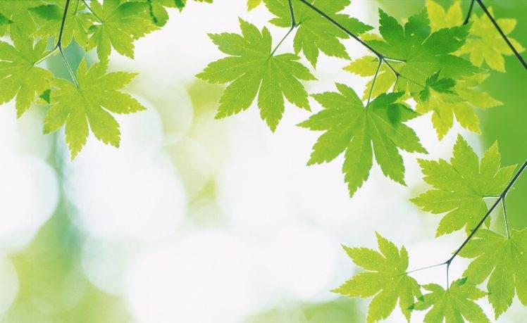 green, Nature, Plants, Leaves HD Wallpaper Desktop Background