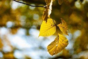 photography, Nature, Plants, Leaves, Fall, Macro