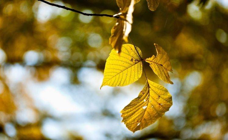 photography, Nature, Plants, Leaves, Fall, Macro HD Wallpaper Desktop Background