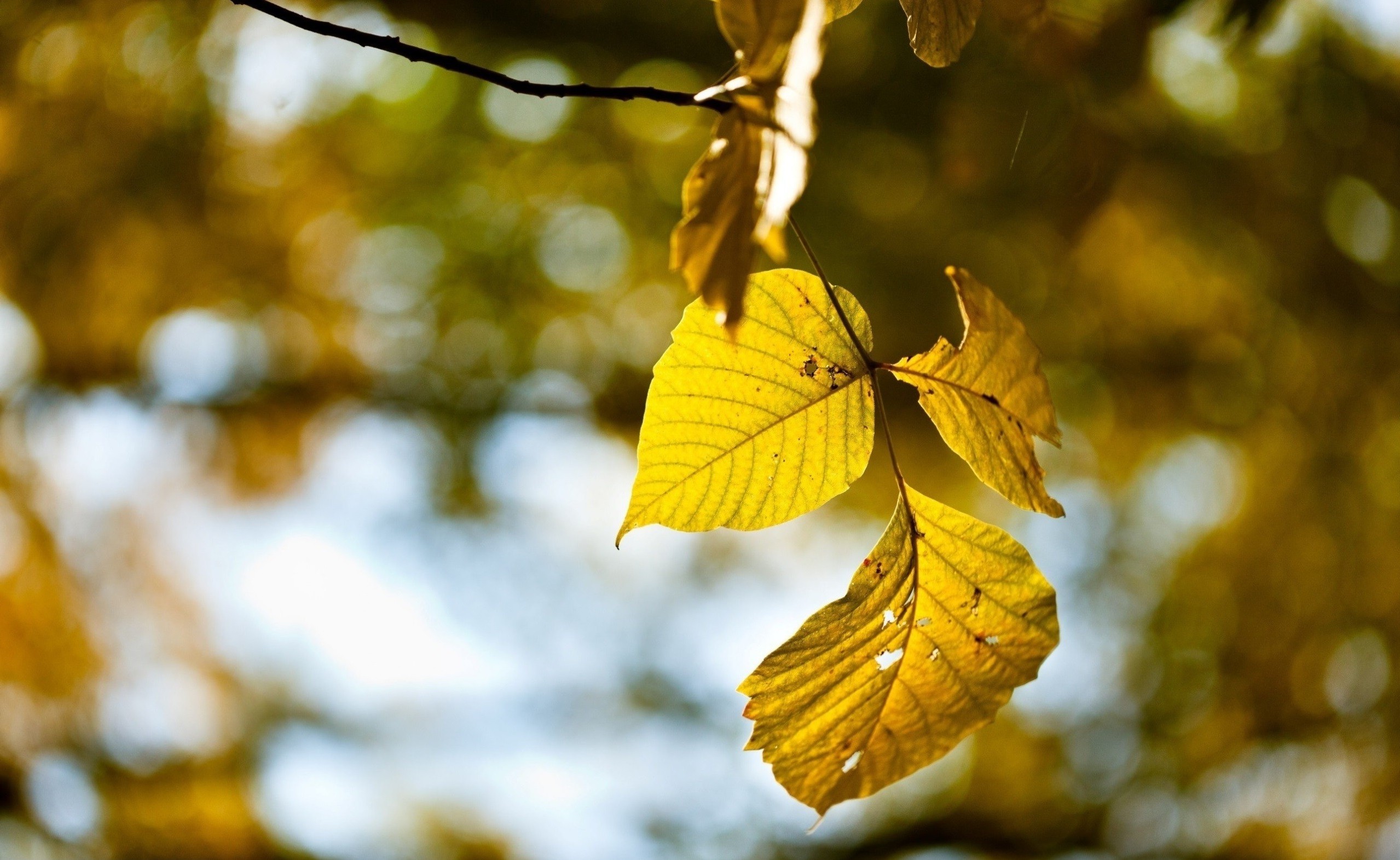 photography, Nature, Plants, Leaves, Fall, Macro Wallpaper