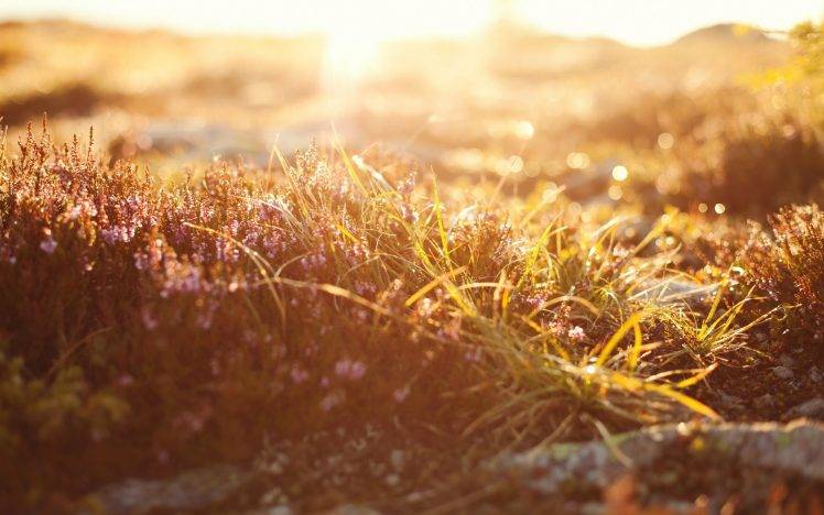 photography, Nature, Plants, Grass, Sunrise, Depth Of Field HD Wallpaper Desktop Background