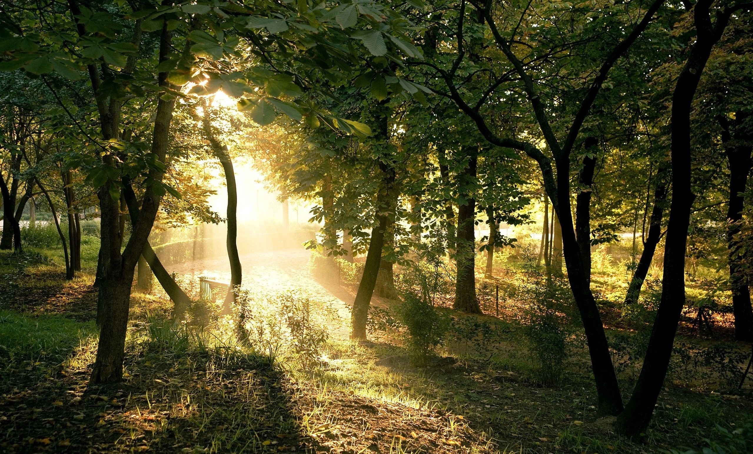 photography, Nature, Plants, Trees, Landscape, Sun Rays, Forest, Summer Wallpaper