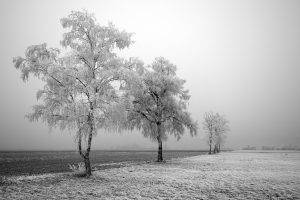 photography, Nature, Trees, Landscape, Winter, Field, Frost