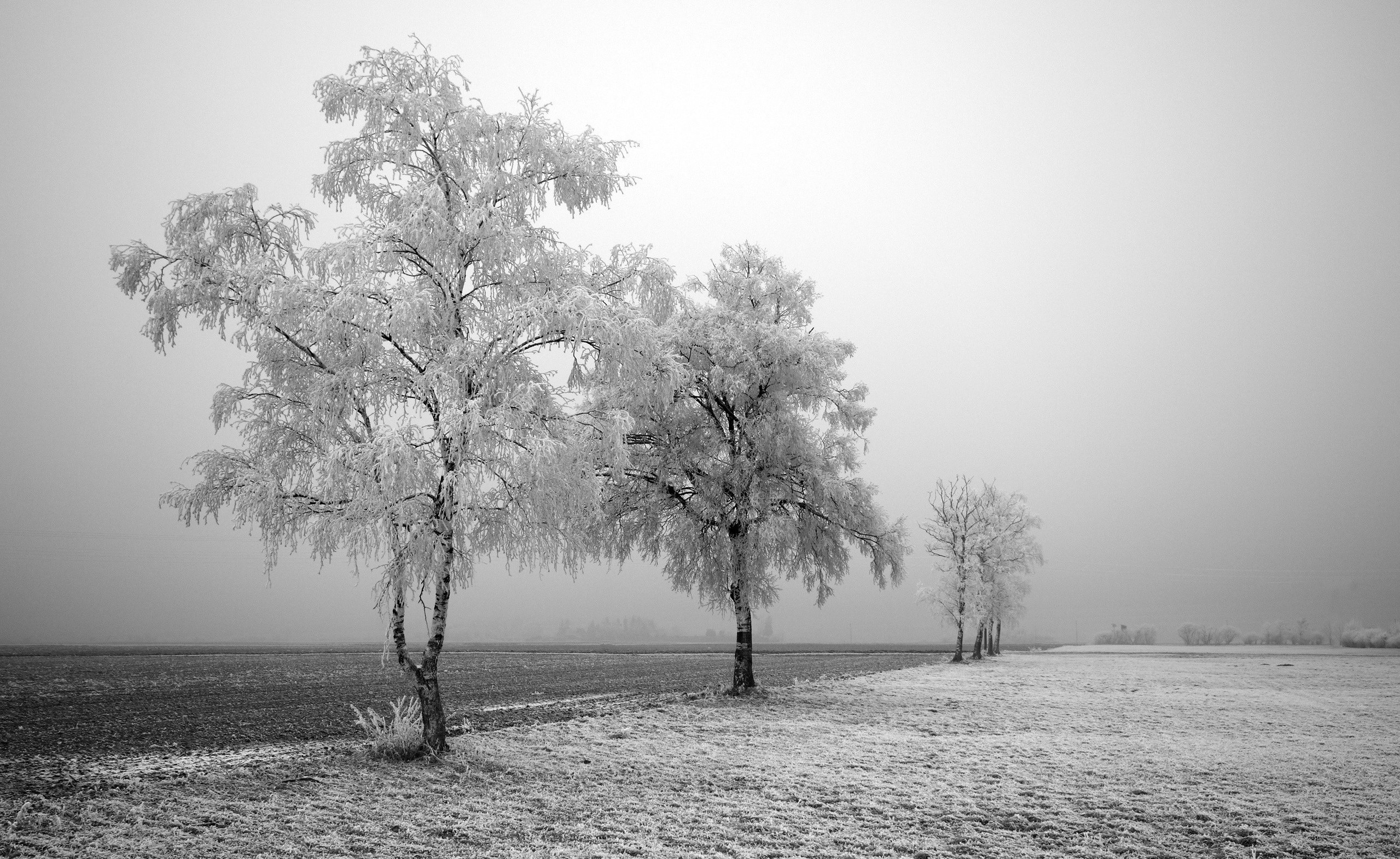 photography, Nature, Trees, Landscape, Winter, Field, Frost Wallpaper