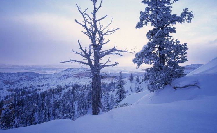 photography, Trees, Landscape, Winter, Snow HD Wallpaper Desktop Background