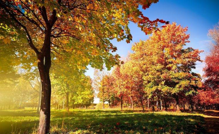 photography, Landscape, Park, Trees, Grass, Fall HD Wallpaper Desktop Background