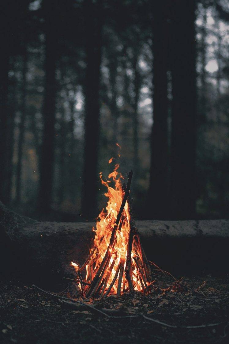 portrait Display, Nature, Trees, Forest, Fire, Wood, Leaves, Dark, Evening,  Branch, Bonfires Wallpapers HD / Desktop and Mobile Backgrounds
