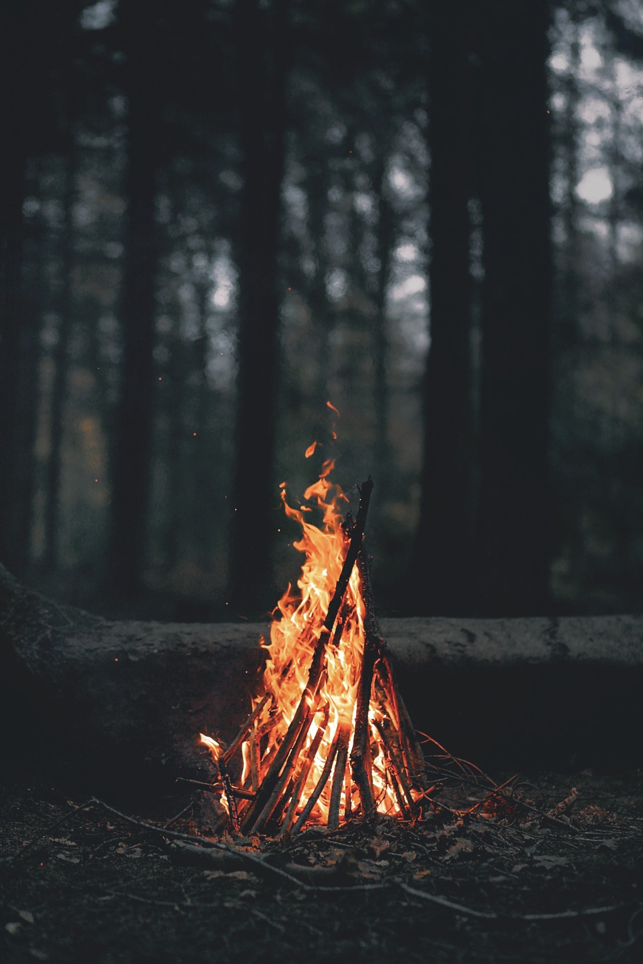 portrait Display, Nature, Trees, Forest, Fire, Wood ...