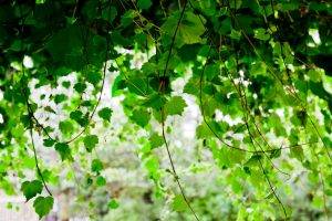 photography, Nature, Plants, Vines, Leaves, Depth Of Field