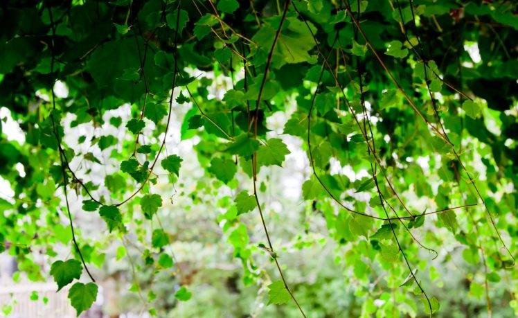 photography, Nature, Plants, Vines, Leaves, Depth Of Field HD Wallpaper Desktop Background