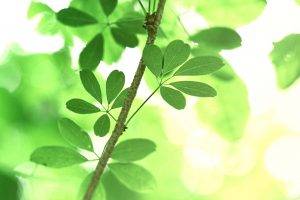 photography, Nature, Plants, Leaves, Branch