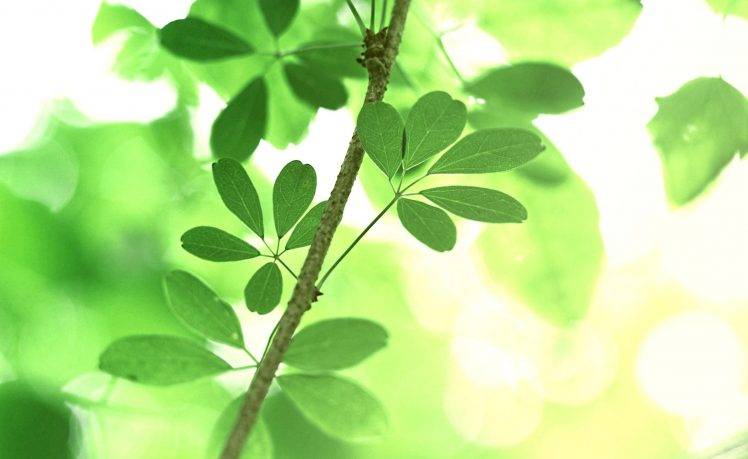 photography, Nature, Plants, Leaves, Branch HD Wallpaper Desktop Background