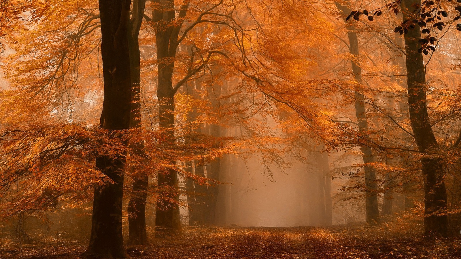 nature, Landscape, Forest, Fall, Mist, Path, Amber, Leaves, Trees, Atmosphere, Daylight, Morning Wallpaper