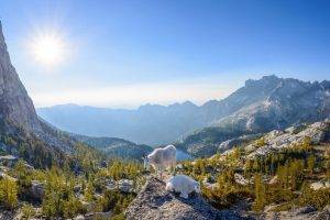 nature, Landscape, Panoramas, Mountain, Lake, Goats, Trees, Sun, Washington State