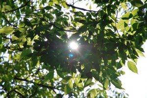 photography, Nature, Plants, Branch, Leaves, Sunlight