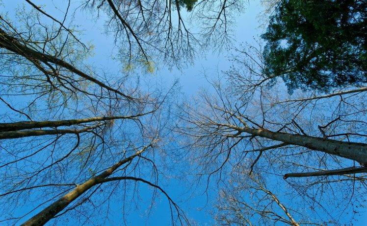 photography, Trees, Nature, Sky, Branch HD Wallpaper Desktop Background