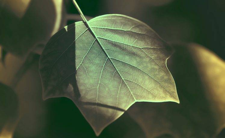 photography, Nature, Plants, Leaves, Macro HD Wallpaper Desktop Background