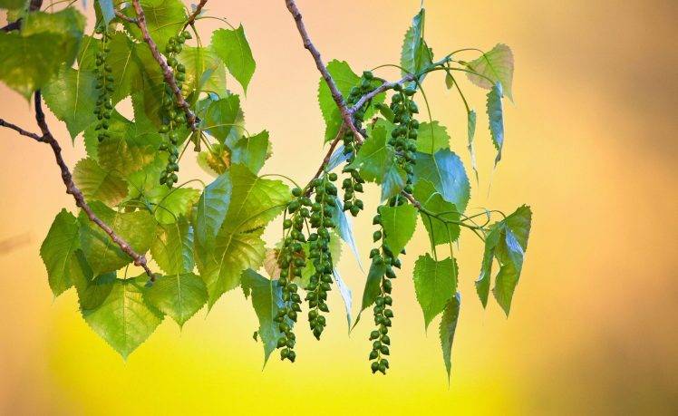 photography, Nature, Plants, Leaves, Fruit HD Wallpaper Desktop Background
