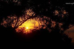 photography, Nature, Plants, Trees, Sunset, India