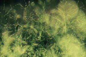 photography, Nature, Plants, Grass, Depth Of Field