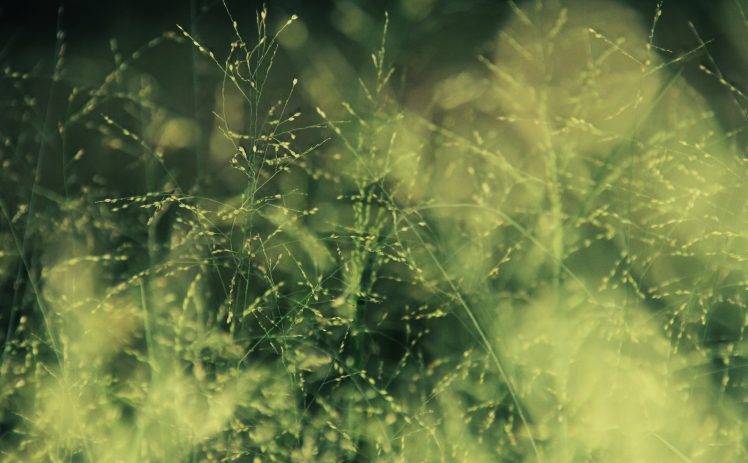 photography, Nature, Plants, Grass, Depth Of Field HD Wallpaper Desktop Background