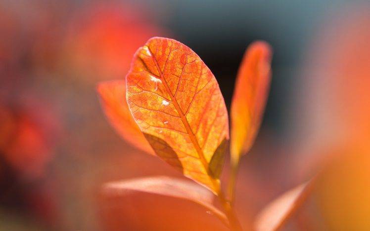 leaves, Fall, Nature, Macro HD Wallpaper Desktop Background