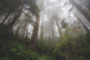 forest, Nature, Mist, Trees, Wood, Leaves, Plants, Worms Eye View
