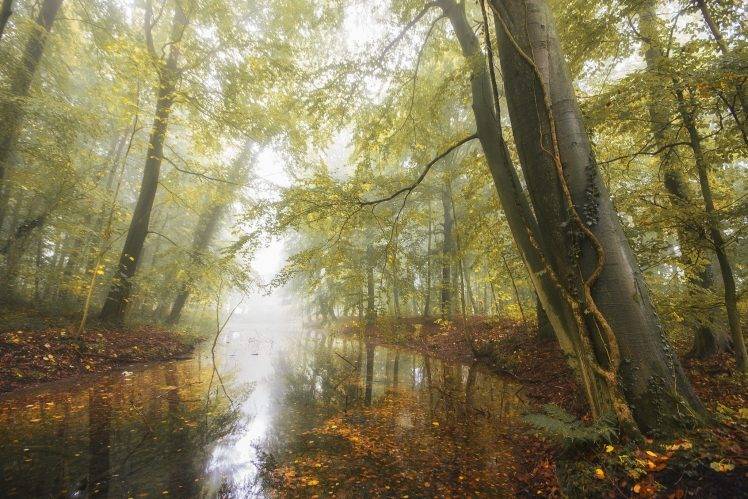 nature, Landscape, Pond, Forest, Fall, Leaves, Mist, Morning, Daylight, Trees, Germany HD Wallpaper Desktop Background