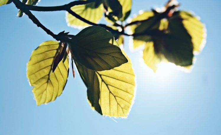 photography, Plants, Nature, Leaves, Sunlight, Branch HD Wallpaper Desktop Background