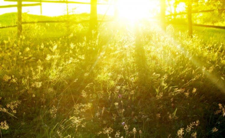 photography, Nature, Plants, Field, Summer, Sunlight HD Wallpaper Desktop Background