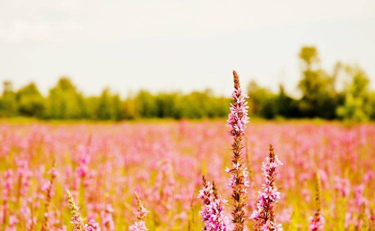 plants, Nature, Photography, Field, Depth Of Field, Landscape HD Wallpaper Desktop Background