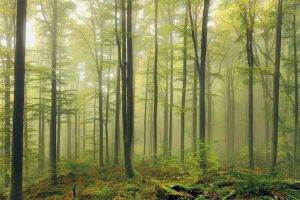 nature, Landscape, Green, Forest, Mist, Morning, Daylight, Moss, Trees, Germany