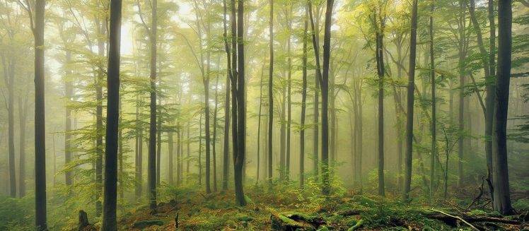 nature, Landscape, Green, Forest, Mist, Morning, Daylight, Moss, Trees, Germany HD Wallpaper Desktop Background