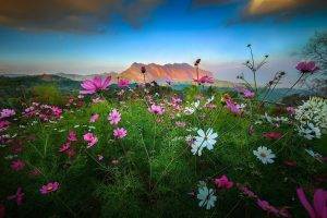 landscape, Nature, Flowers, Mountain, Sunset, Shrubs, Clouds, Spring, Thailand