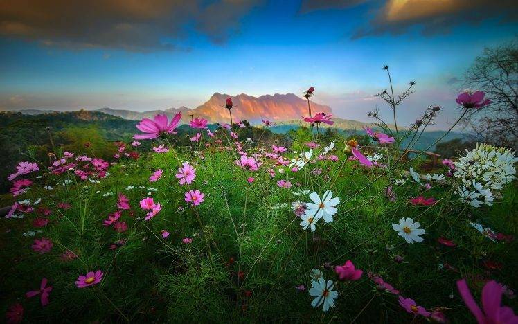 landscape, Nature, Flowers, Mountain, Sunset, Shrubs, Clouds, Spring, Thailand HD Wallpaper Desktop Background