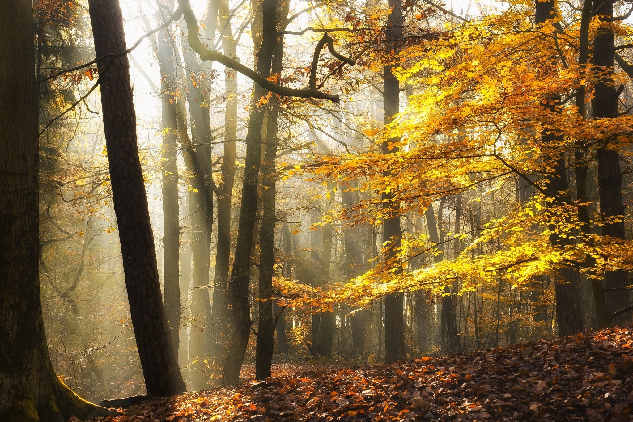 landscape, Nature, Sunlight, Fall, Leaves, Forest, Mist, Yellow, Trees Wallpaper