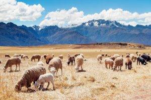 Peru, Mountain, Landscape, Nature, Animals, Sheep