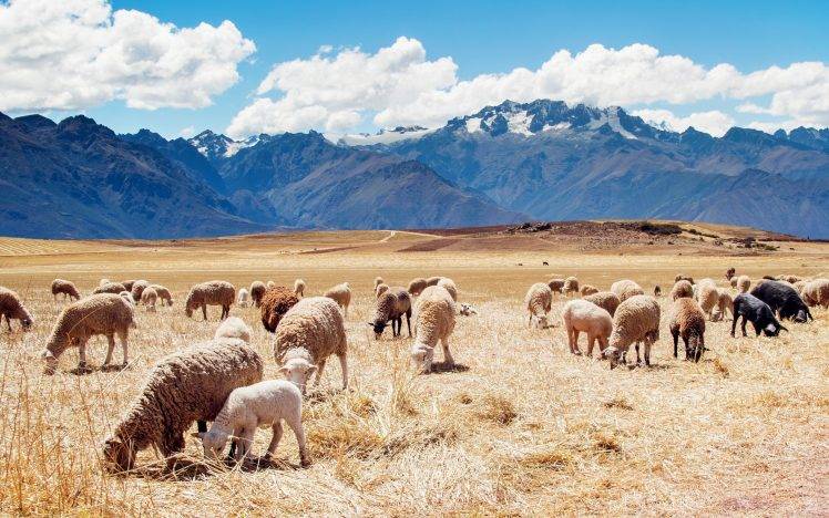 Peru, Mountain, Landscape, Nature, Animals, Sheep HD Wallpaper Desktop Background