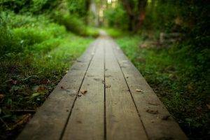 nature, Depth Of Field, Planks