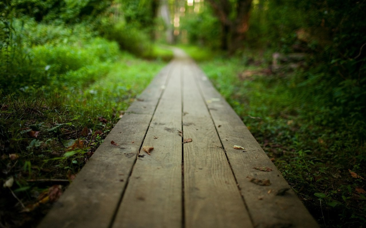 nature, Depth Of Field, Planks Wallpaper