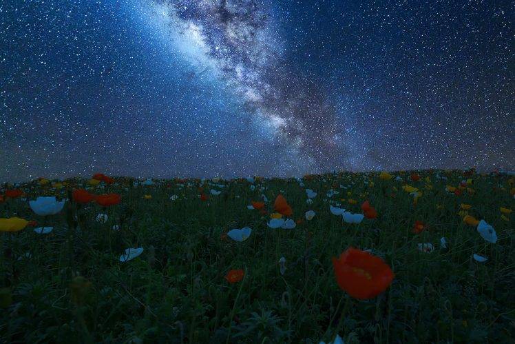 night, Flowers, Nature, Universe HD Wallpaper Desktop Background