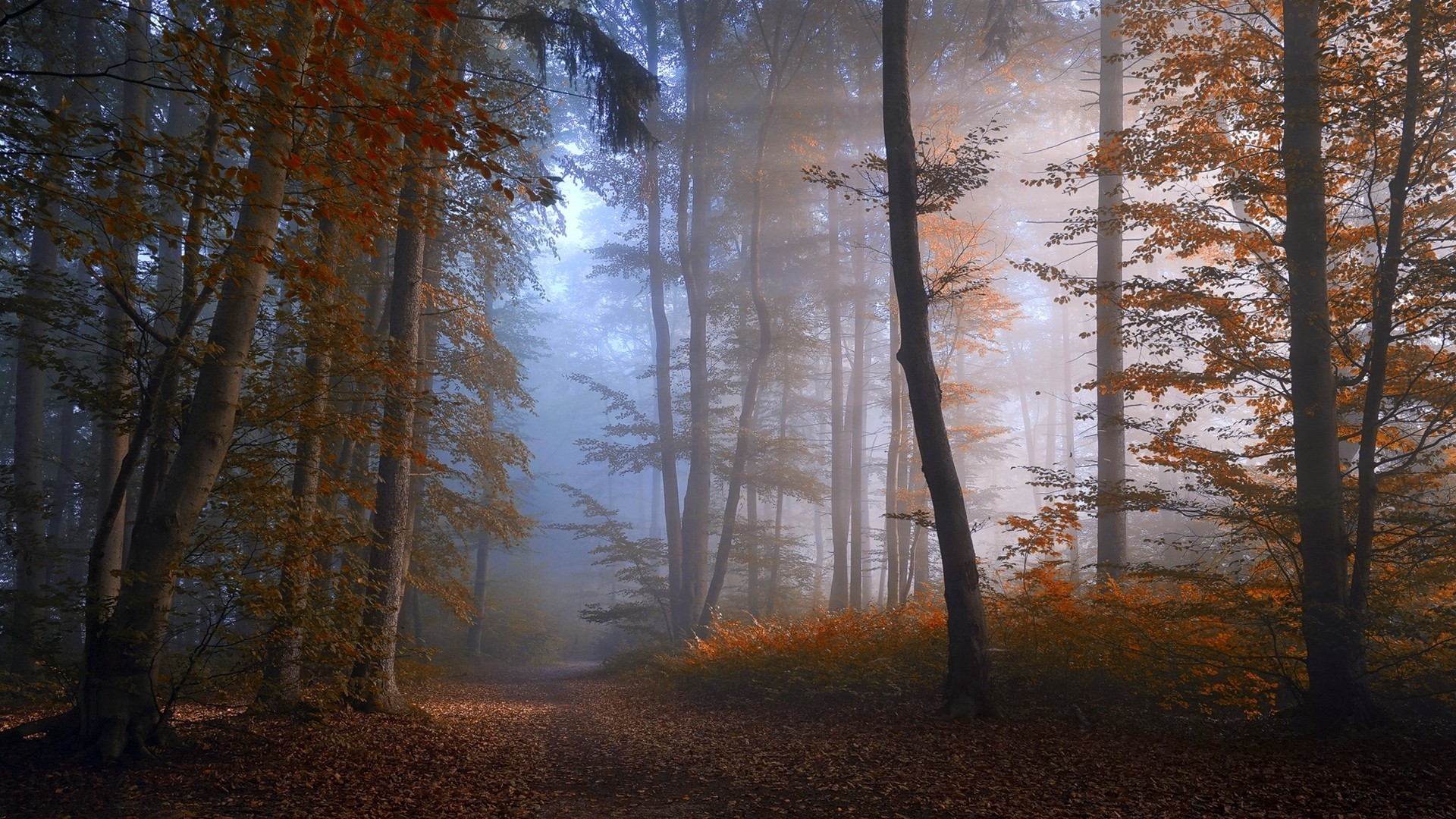 nature, Landscape, Forest, Fall, Mist, Path, Trees, Morning, Sunlight, Atmosphere Wallpaper