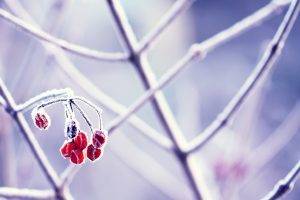 photography, Nature, Plants, Macro, Frost, Twigs, Berries