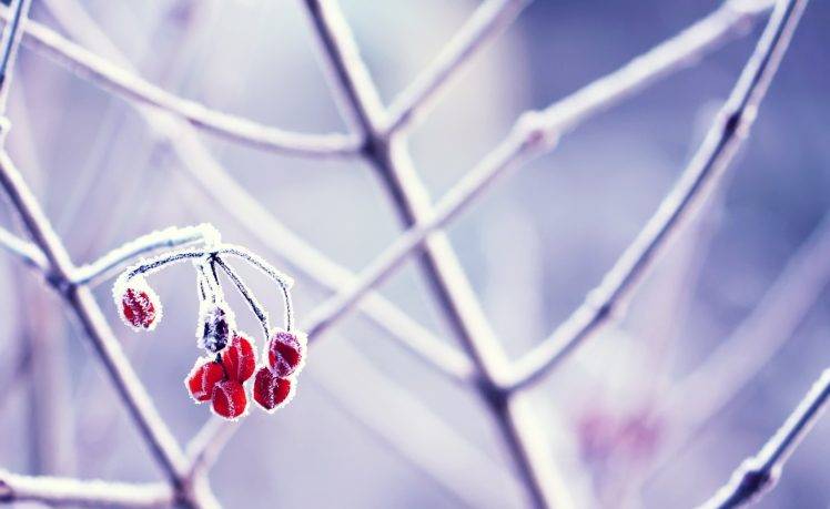 photography, Nature, Plants, Macro, Frost, Twigs, Berries HD Wallpaper Desktop Background