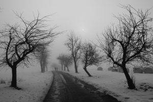 people, Photography, Nature, Landscape, Winter, Trees, Road, Snow
