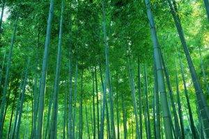 photography, Nature, Trees, Bamboo, Forest