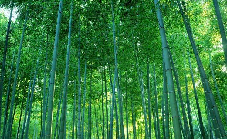 photography, Nature, Trees, Bamboo, Forest HD Wallpaper Desktop Background