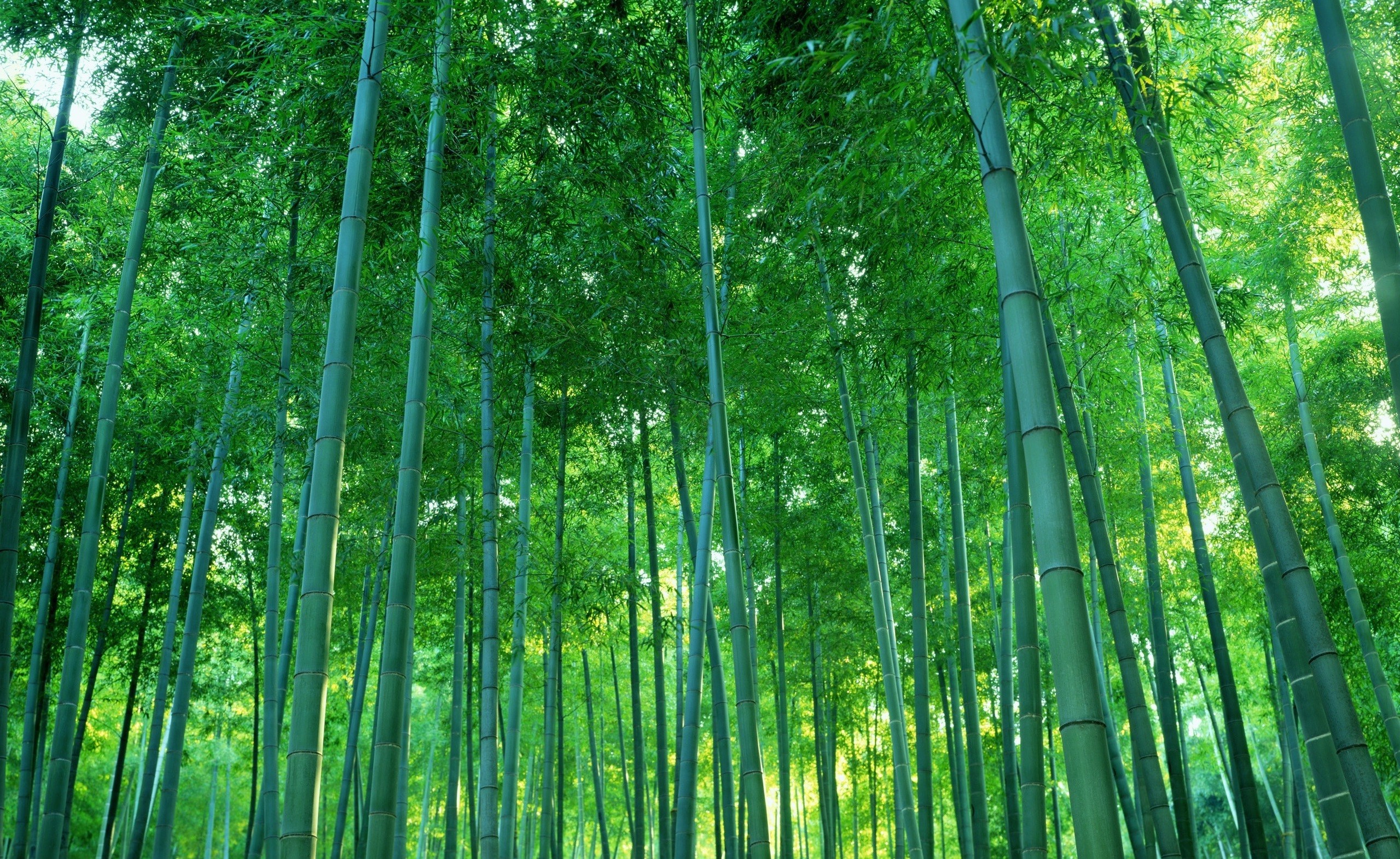 photography, Nature, Trees, Bamboo, Forest Wallpaper