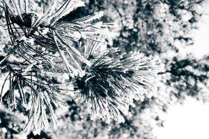photography, Nature, Macro, Plants, Frost, Winter